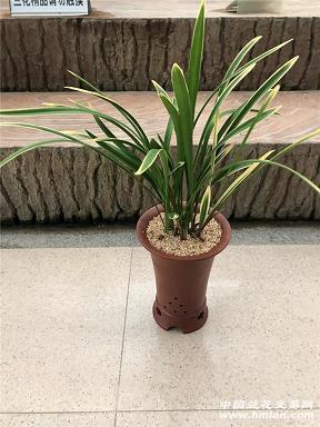 鼓弹