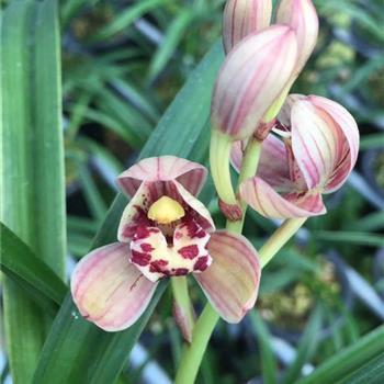 七夕送给对象的话,句句暖人心送喜欢的人(精选78句)