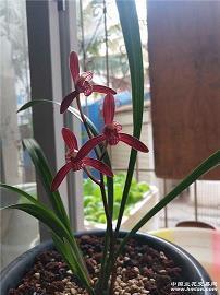 鱼牲