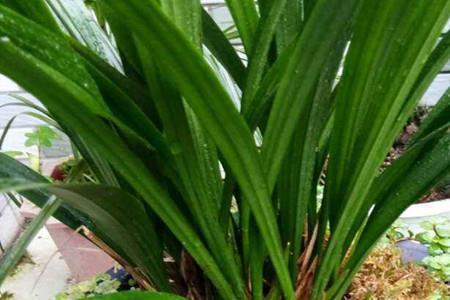 2021年芒种创意祝福文案句子精选68句