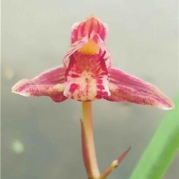 形容很是高兴开心的句子