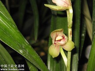 2021建党100年真情的祝福语