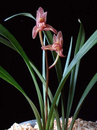 2021喜迎建党一百年创意文案