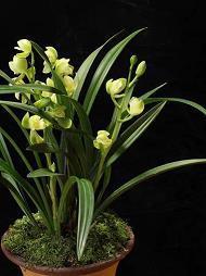 容易流泪的女人句子