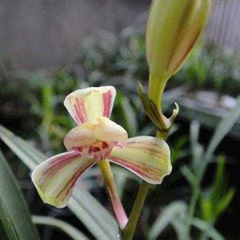 2021年清明节缅怀先烈的优美句子49句