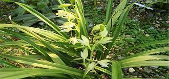 妈妈生日简短语录