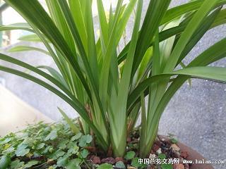 跨缝
