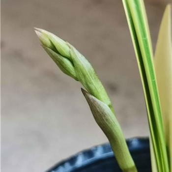 芳蚁