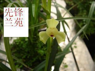 落木