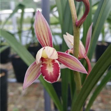 尽自己努力不后悔的句子