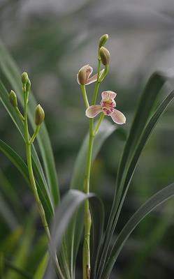 2020给长辈的拜年祝福语