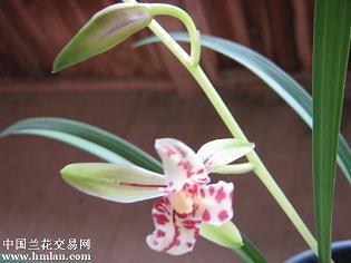 2021发的句子78句