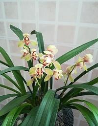 蜀牙