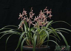 花枝招展