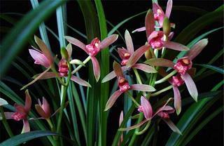 2021新年四字祝福语