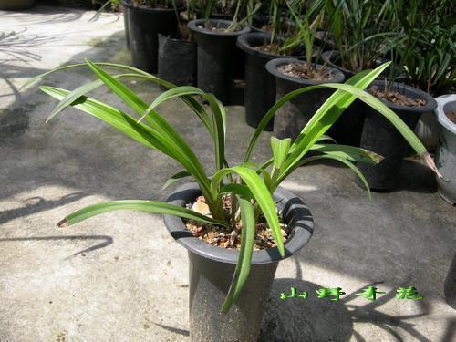 庆祝国庆节的简短句子