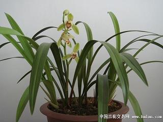 2021关于中秋节祝福语(精选77条)