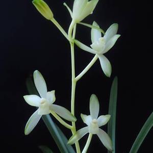 鸦飞鹊乱