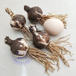 古风情话大全
