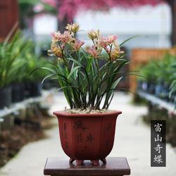 赡宏