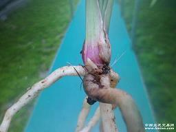 鬼吵鬼闹