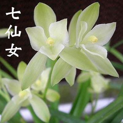 今年的第一场雪文案短句 2021第一场雪的说说