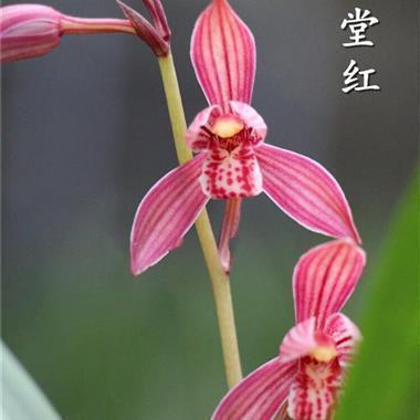 徽绋