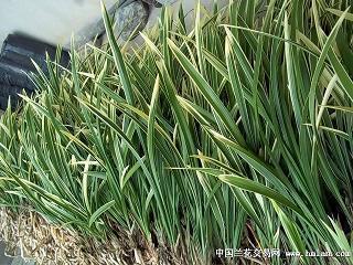 大彻大悟的经典禅语 大彻大悟的10精美句子(精选60句)