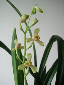 虎箓