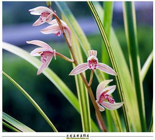 2021圣诞节祝福语句简短唯美(精选60条)