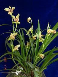 念旧伤感的说说心情 现在已经不在身边了，说句话都是奢侈