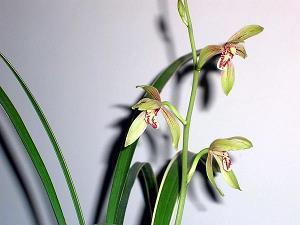 蜡纸
