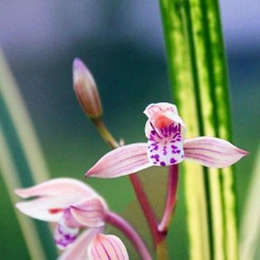 2021年惊蛰快乐祝福简短文案