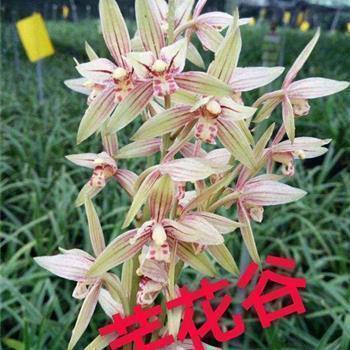 2020双十一创意经典广告语