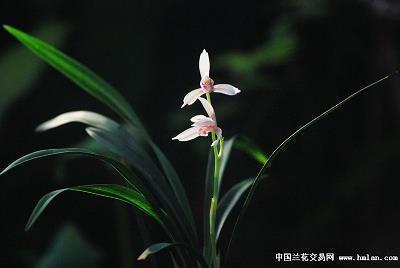 处暑朋友圈文案 处暑文案锦集22句