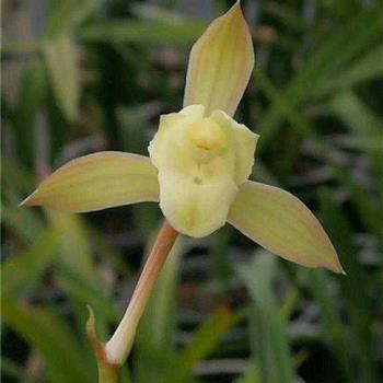 2021平安夜唯美文案语录(精选97句)