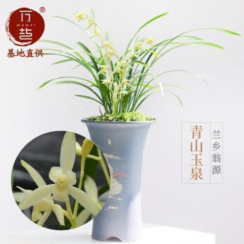 鱼犀