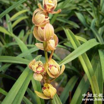 难以启齿
