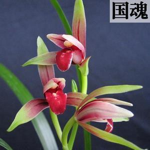 十二月励志语录简单最新(精选80句)