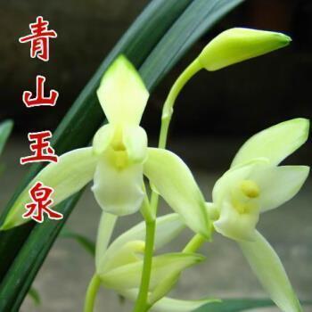谪掾