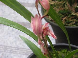2020光棍节简短祝福语录送朋友