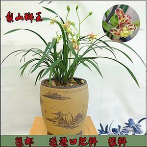 斐什