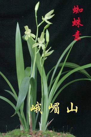 詂