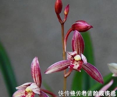 苰