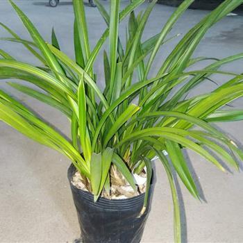 关于夫妻歇后语大全 夫妻开店—齐心合力