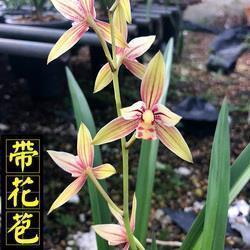 心情不好的说说：思念久了幻如梦，伪装久了心会痛