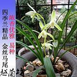 虎不食儿