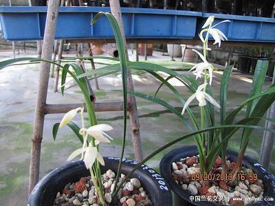 女生致自己早安励志短句 女人奋斗励志早安心语