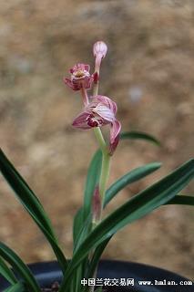 2021五一劳动节朋友圈文案句子