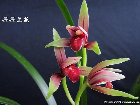 腻玉